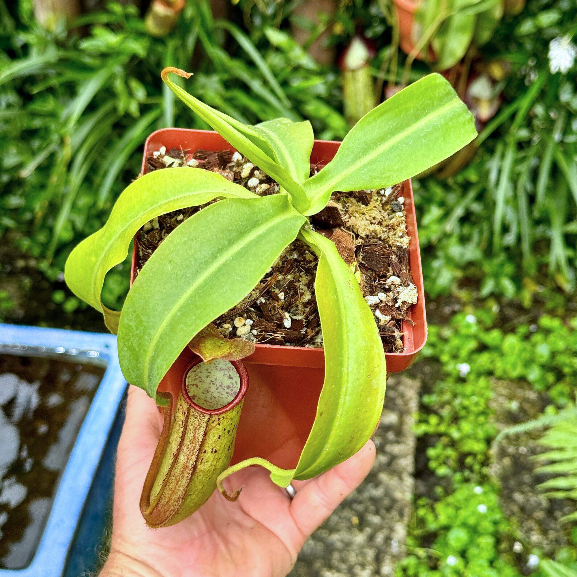 Tropical Pitcher, Nepenthes 'SP#1,' BE-3172 -   - Carnivorous Plant