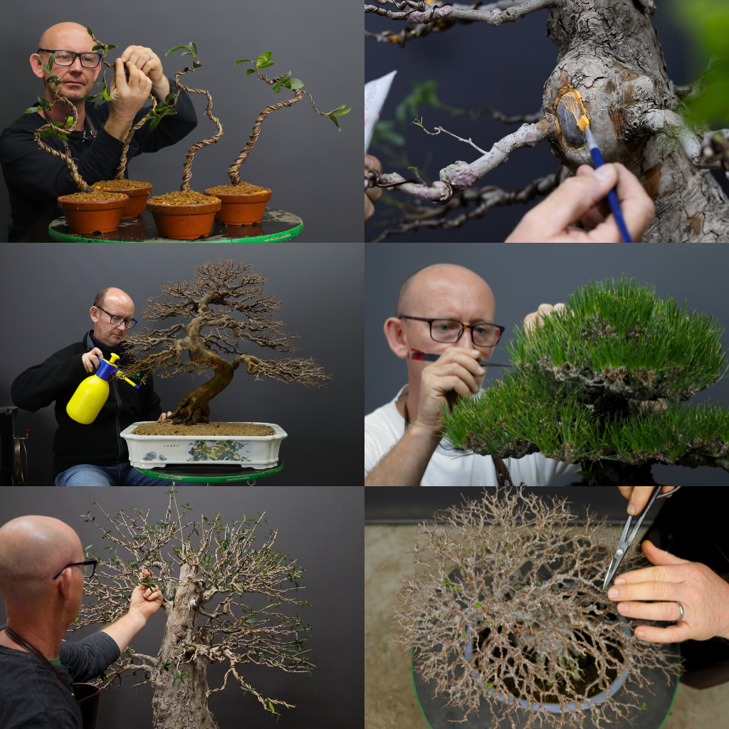 Open Bonsai Class, 22nd July, Cape Town. -   - Workshop