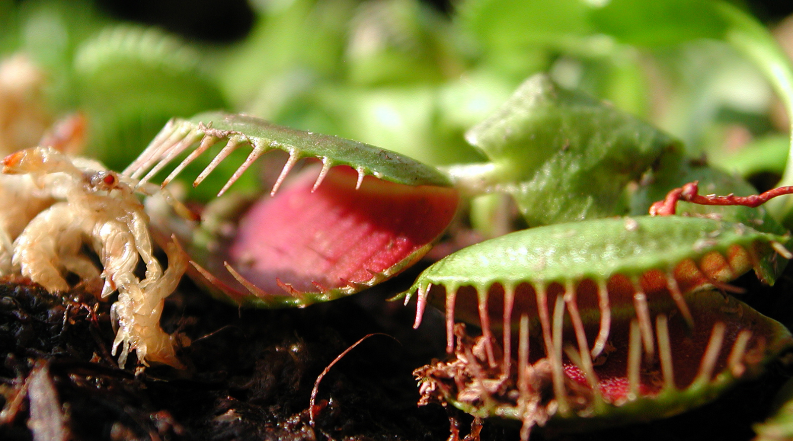 Premium Crickets Horticultural Charcoal For Planted Vivariums