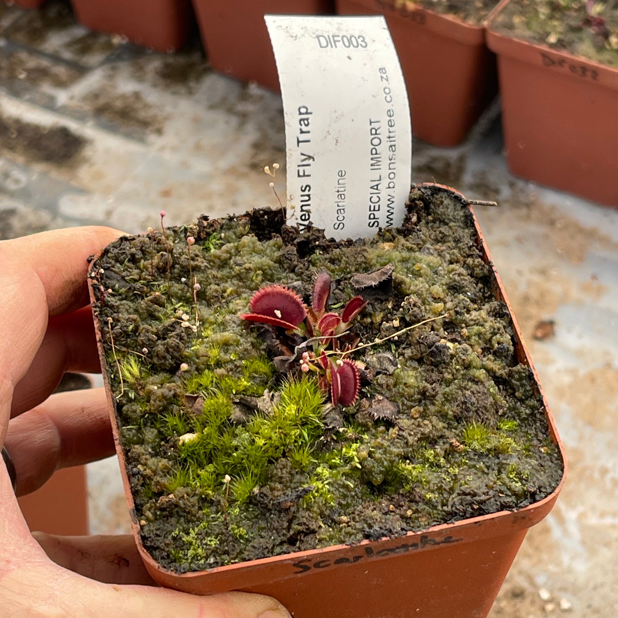 Venus Fly Trap, 'Scarlatine.' Special Import. -   - Carnivorous Plant