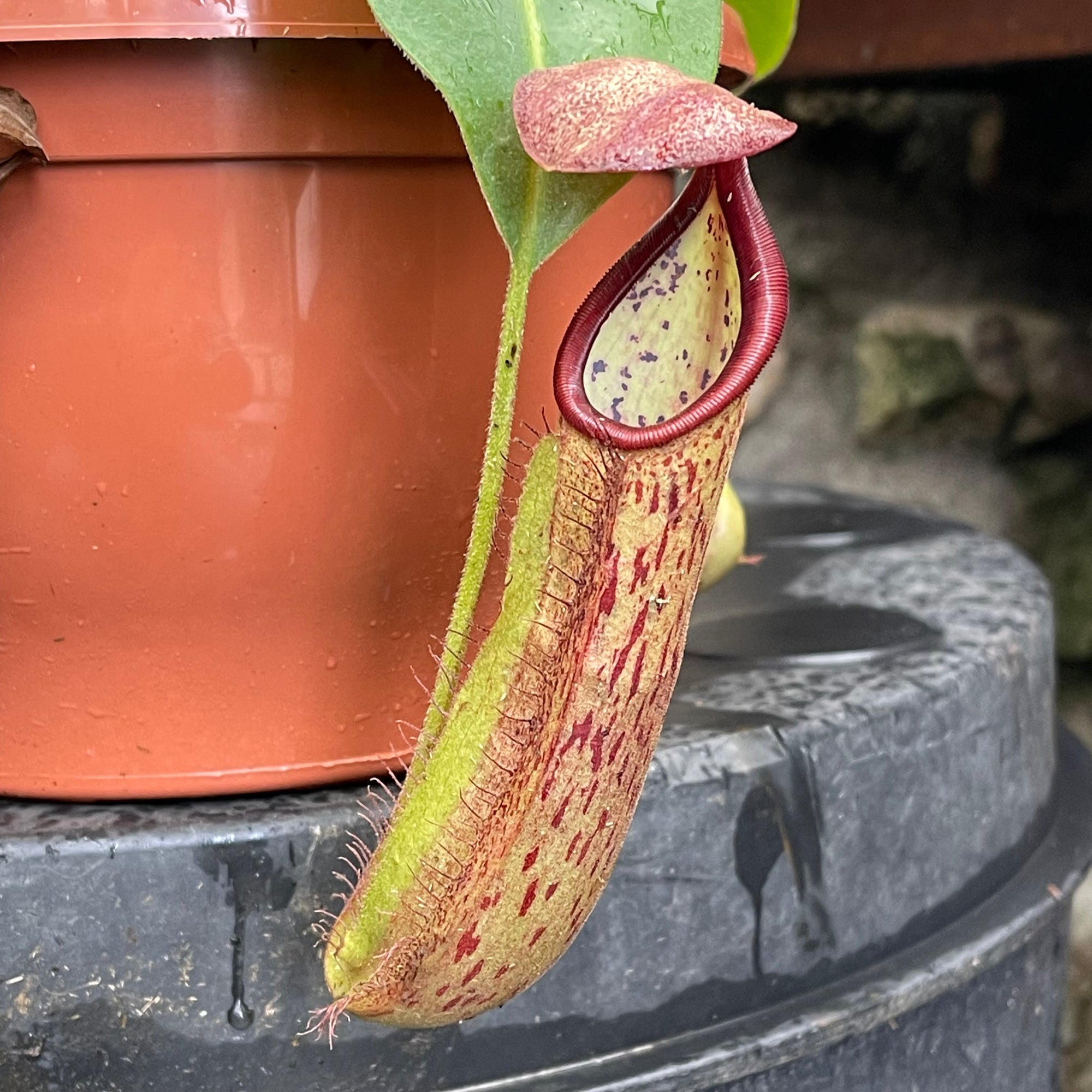 Tropical Pitcher, Nepenthes 'glandulifera x boschiana' -   - Carnivorous Plant