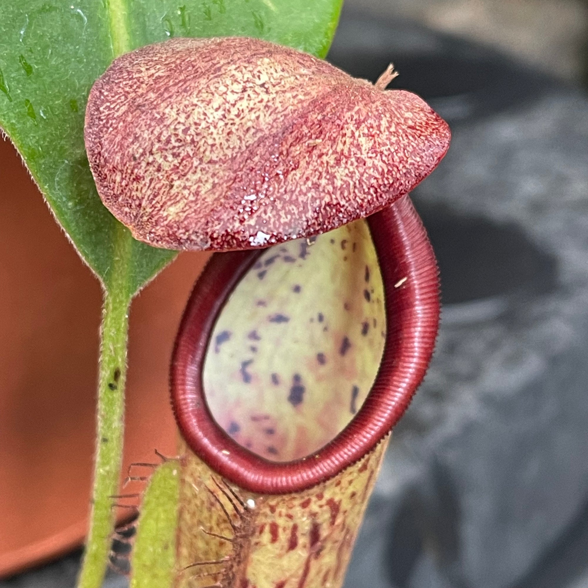 Tropical Pitcher, Nepenthes 'glandulifera x boschiana' -   - Carnivorous Plant