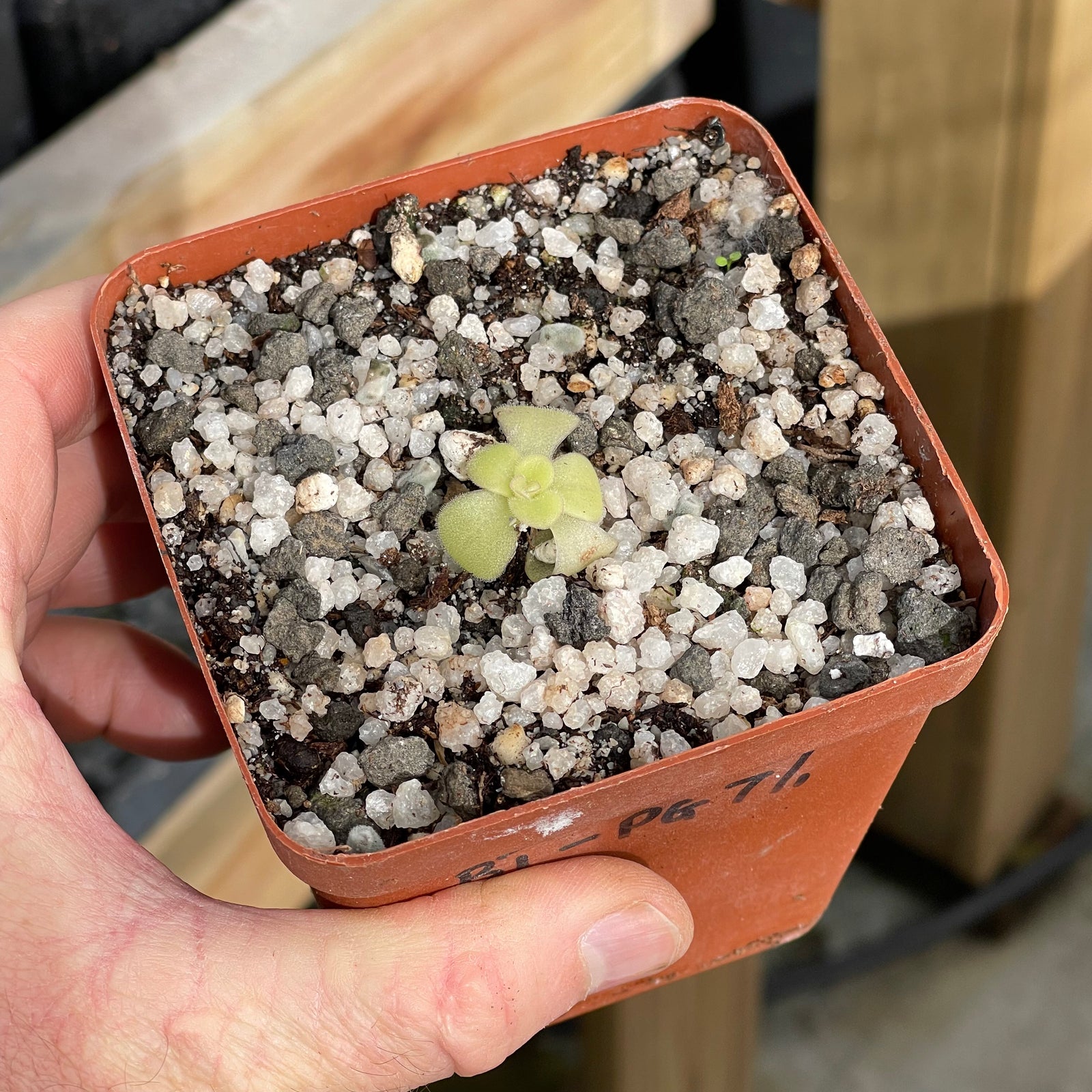 Butterwort, Pinguicula agnata -   - Carnivorous Plant