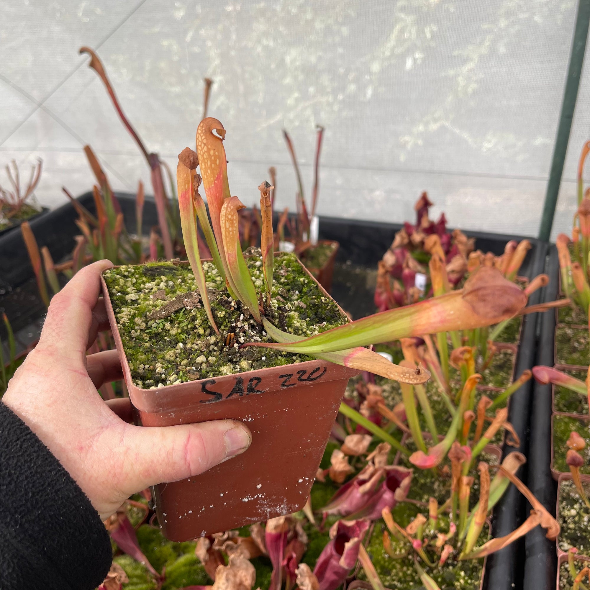 Trumpet Pitcher, Sarracenia 'Maka' -   - Carnivorous Plant