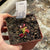 Venus Fly Trap, 'BCP Red Bull.' Special Import. -   - Carnivorous Plant