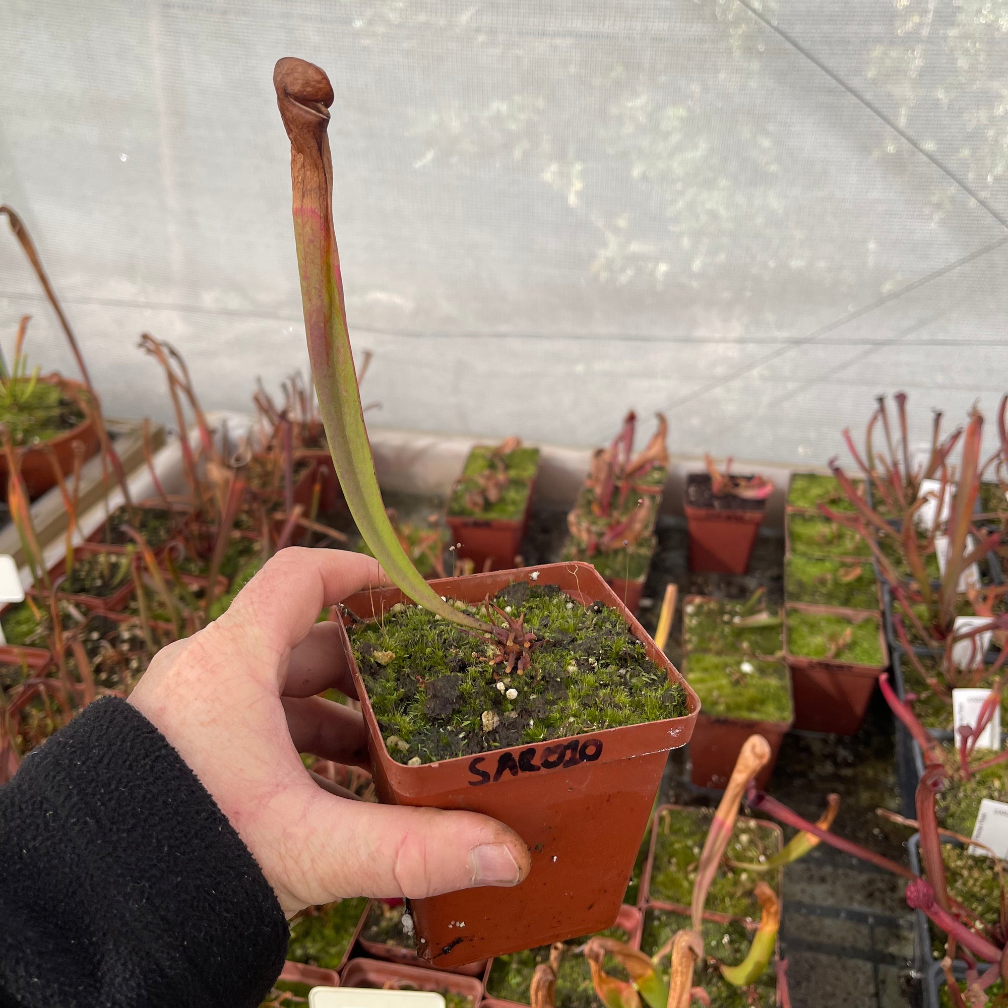 Trumpet Pitcher, Sarracenia 'Maka' -   - Carnivorous Plant