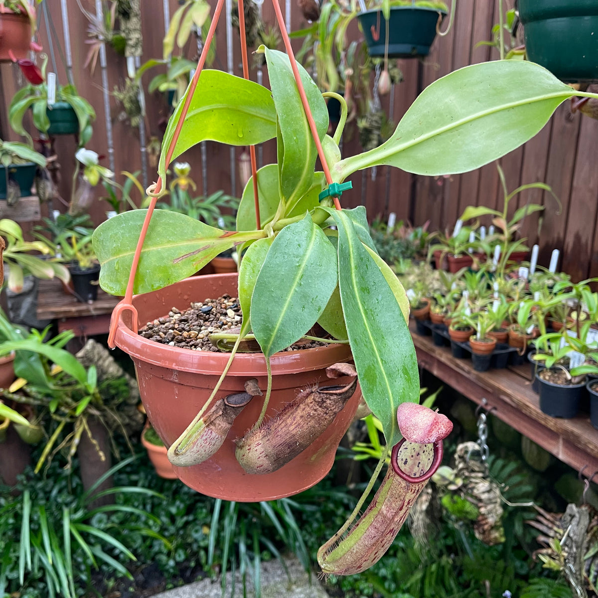 Tropical Pitcher, Nepenthes &#39;glandulifera x boschiana&#39; -   - Carnivorous Plant