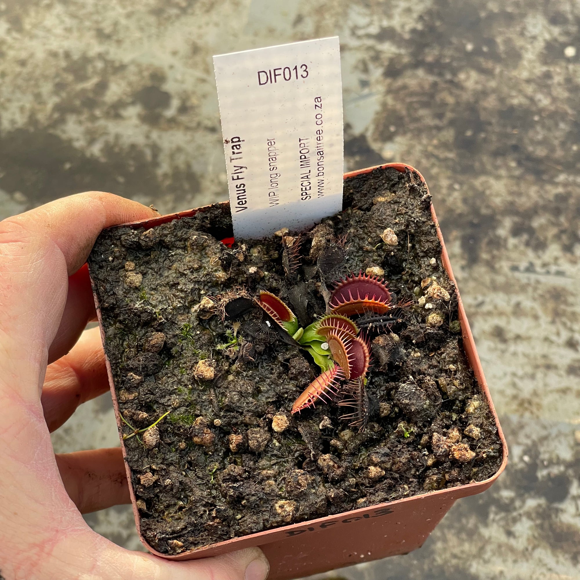 Venus Fly Trap, 'WIP long snapper.' Special Import. -   - Carnivorous Plant