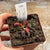 Venus Fly Trap, 'Coq couchè x Up-Giant #1.' Special Import. -   - Carnivorous Plant