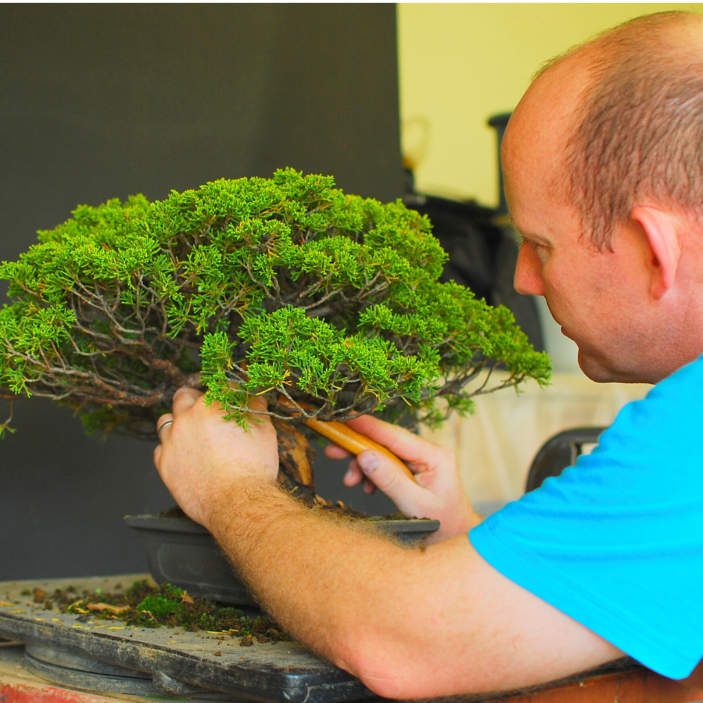 Juniper Bonsai Styling Class, 27th May, Cape Town. -   - Workshop