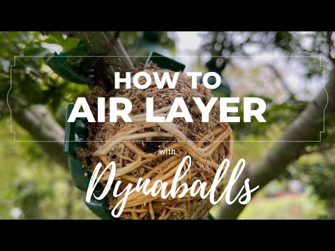 Clear DynaBall, air layering ball - - Plastics