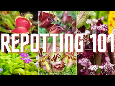 Tropical Pitcher, Nepenthes 'talangensis x glandulifera,' BE-3665 - - Carnivorous Plant