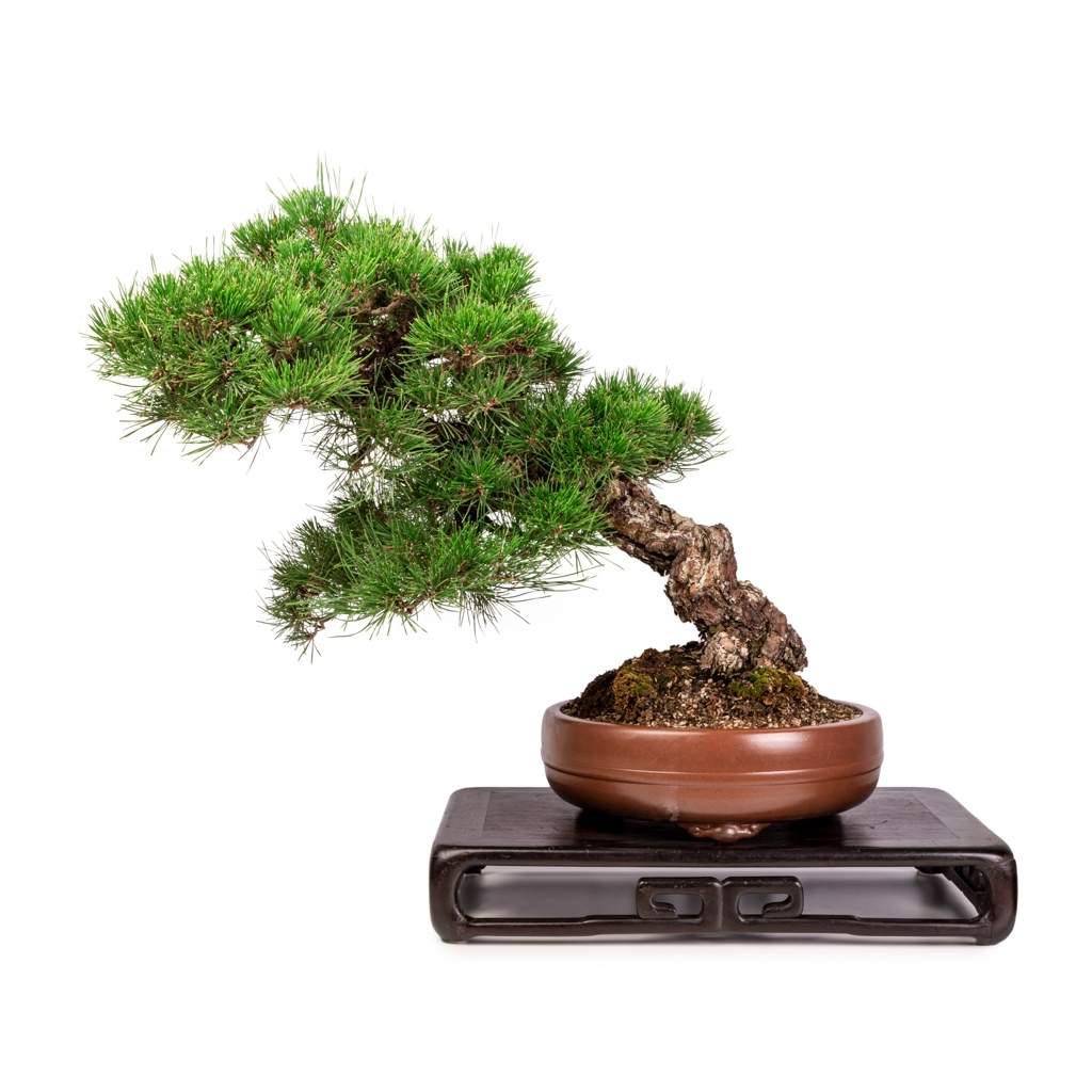 Imported Japanese Black Pine -   - Trees