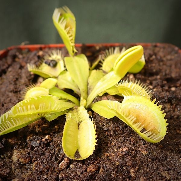 Venus Fly Trap, &#39;Triton.&#39; Special Import. -   - Carnivorous Plant