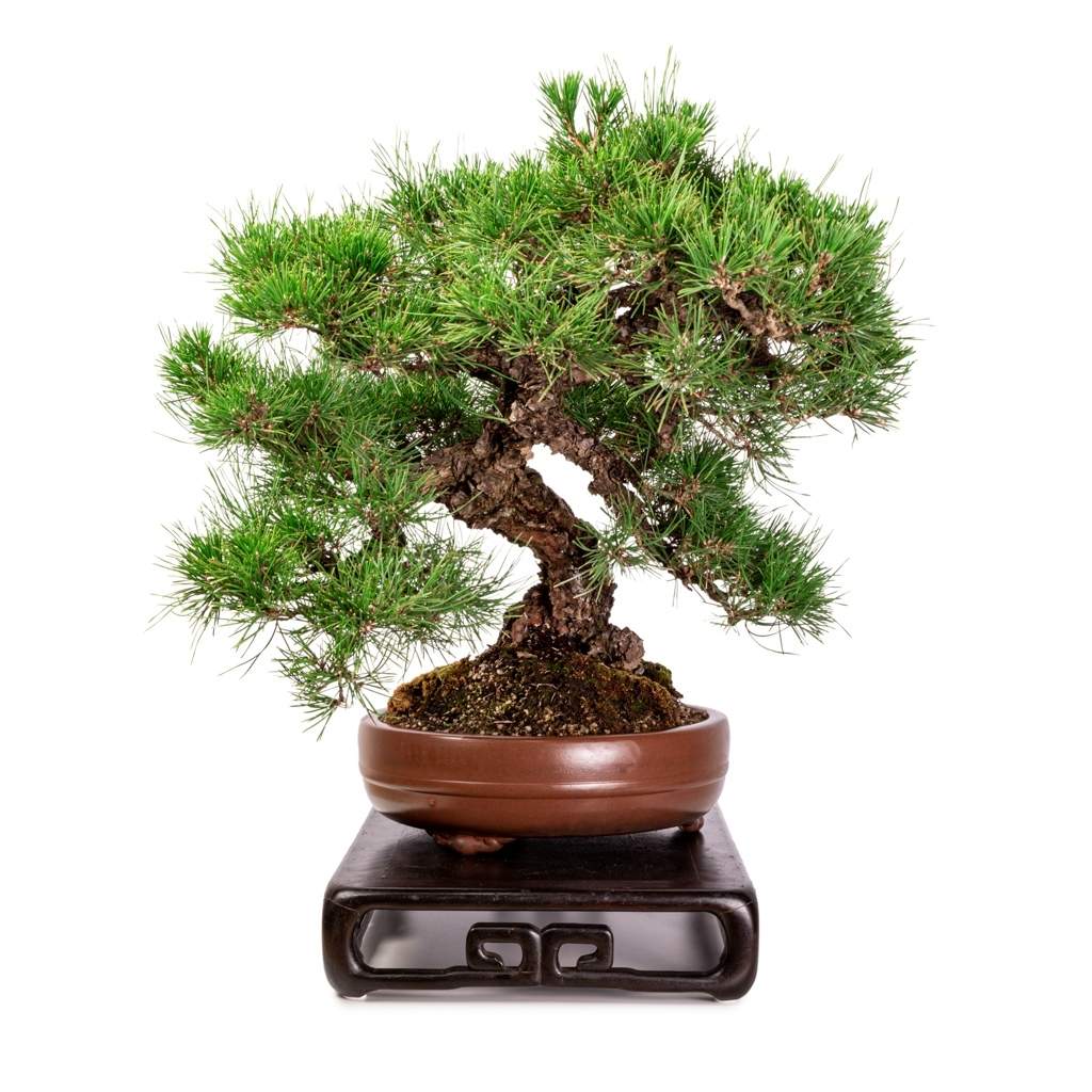 Imported Japanese Black Pine -   - Trees