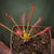 Sundew, Drosera capensis -  Typical. Small to Medium plant. 7.5cm plastic container. - Carnivorous Plant