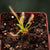 Sundew, Drosera capensis -  All Green. Small to Medium plant. 7.5cm plastic container. - Carnivorous Plant