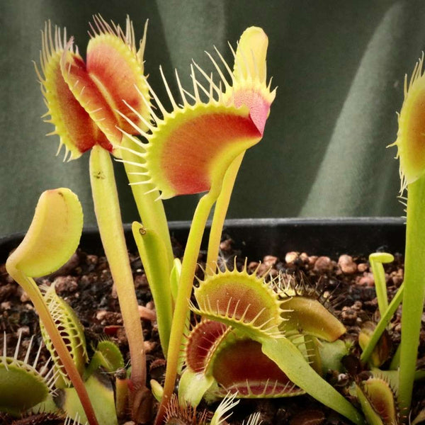 B52 Venus Fly Trap For Sale, Buy Venus Flytrap For Sale