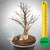 Baobab Bonsai -  85 x 75 x 53 x 20. Bare rooted. Media and container not included. - Trees