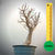 Baobab Bonsai -  70 x 43 x 45 x 18. Bare rooted. Media and container not included. - Trees