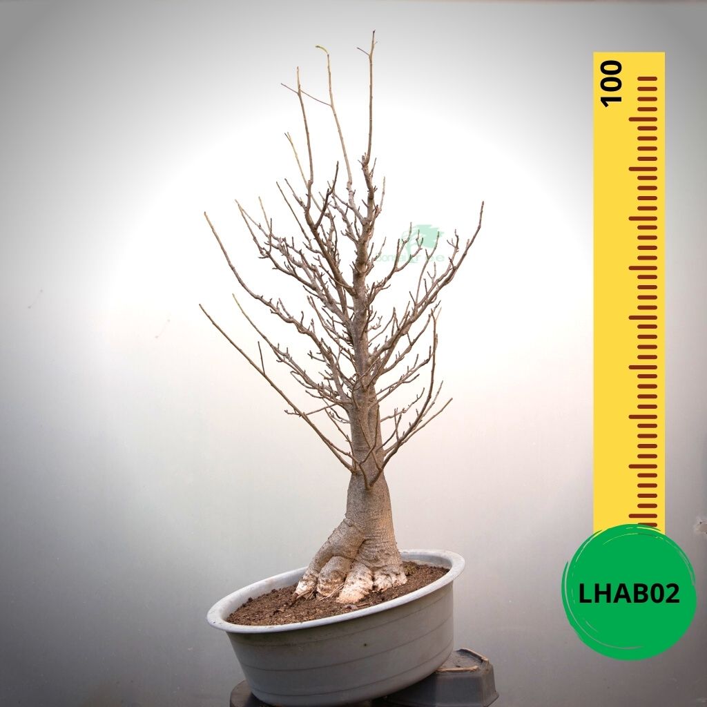 Baobab Bonsai -  100 x 60 x 60 x 27. Bare rooted. Media and container not included. - Trees