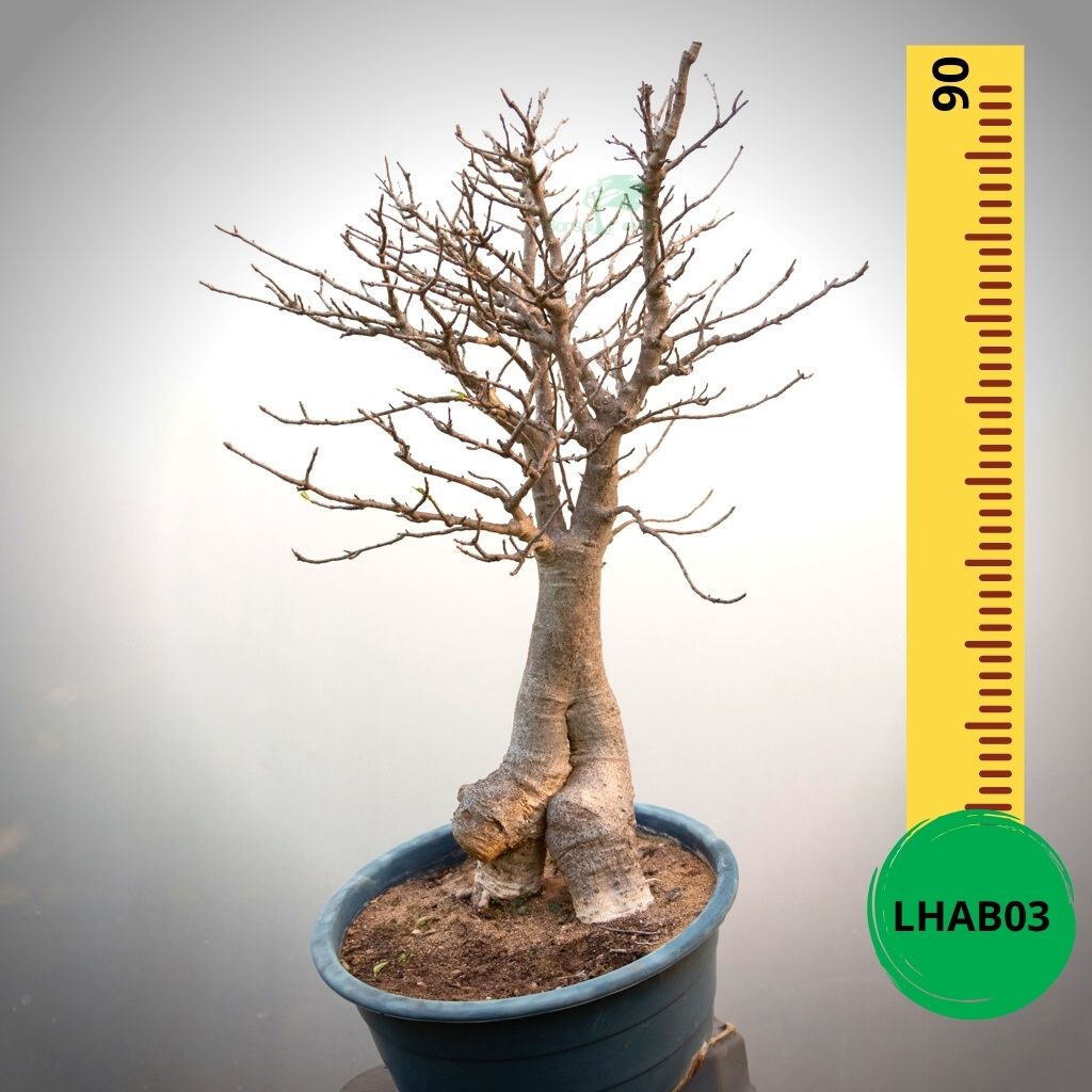 Baobab Bonsai -  90 x 70 x 56 x 24. Bare rooted. Media and container not included. - Trees