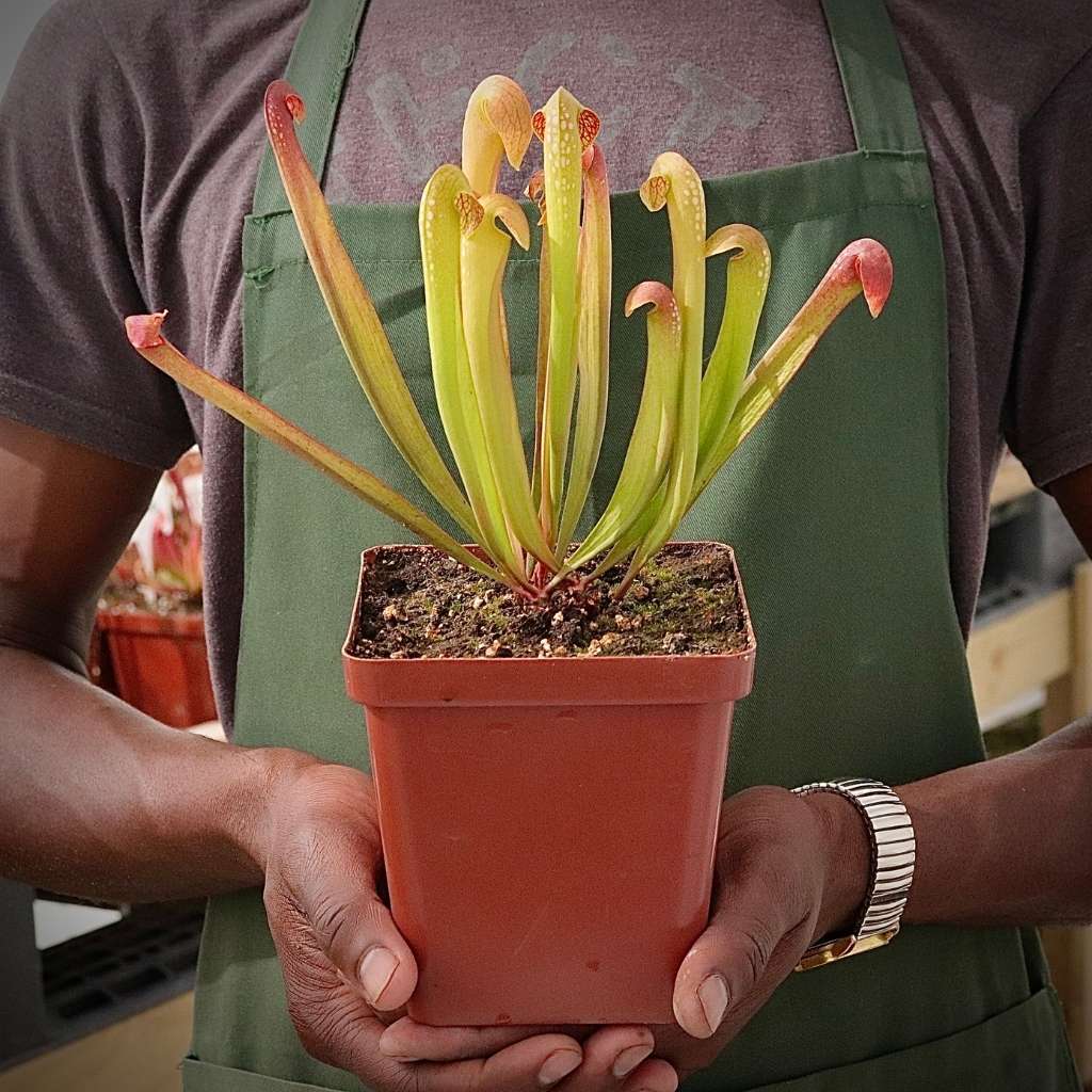 Trumpet Pitcher, Sarracenia &#39;Maka&#39; -  Medium to Large plant. 12cm plastic container. - Carnivorous Plant