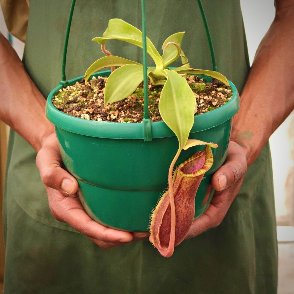 Tropical Pitcher, Nepenthes &#39;Mr Smee&#39; -  Older plant in 21cm hanging basket - Carnivorous Plant