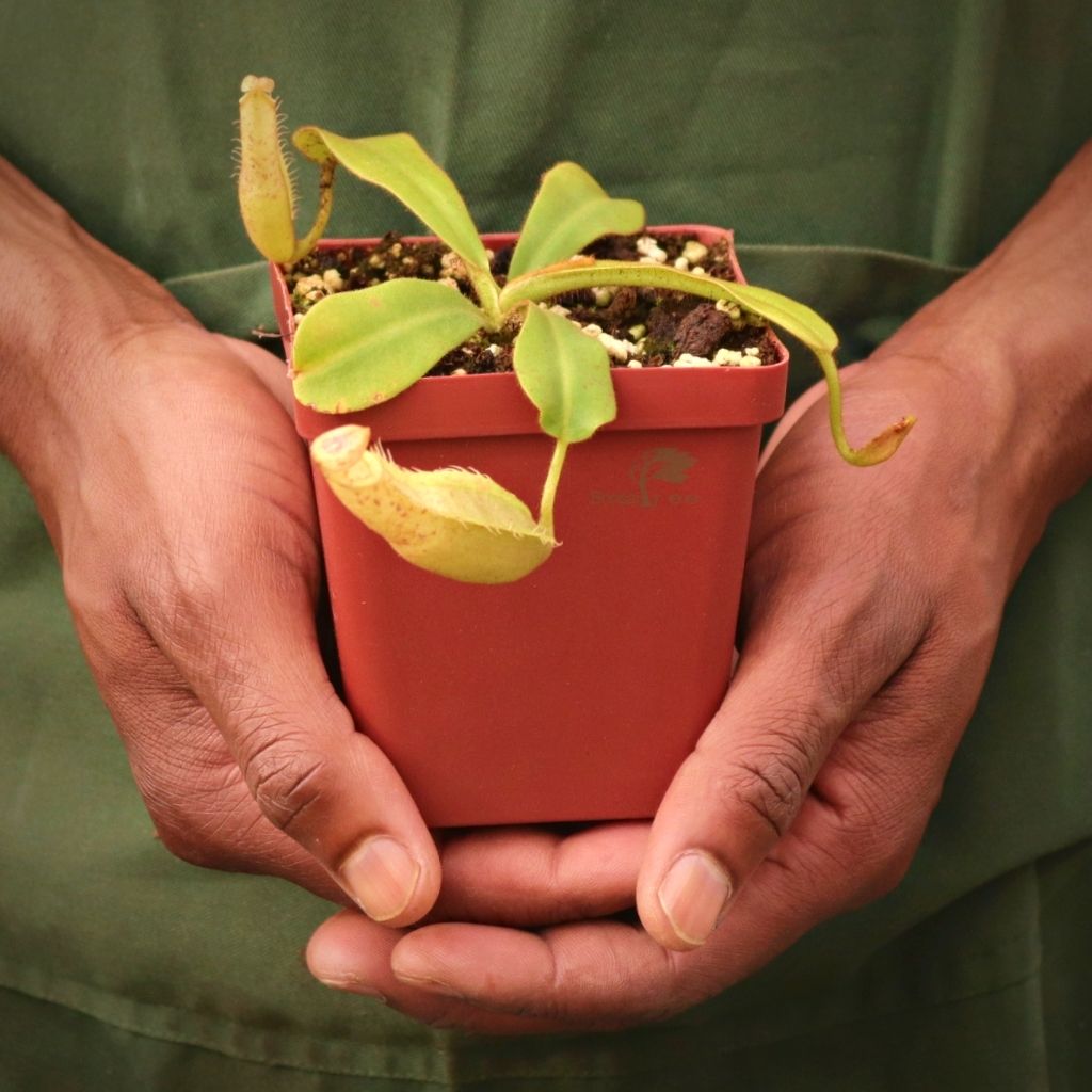 Tropical Pitcher, Nepenthes 'veitchii pink (Pink Lady)' -  5-9cm leaf span in 9cm plastic container - Carnivorous Plant