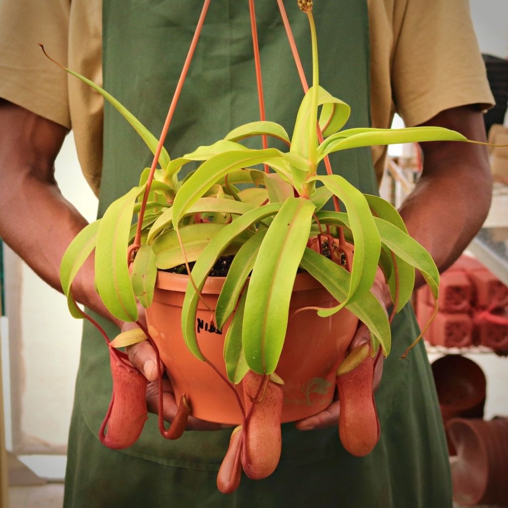 Tropical Pitcher, Nepenthes &#39;Nibs&#39; -  Older plant in 21cm hanging basket - Carnivorous Plant