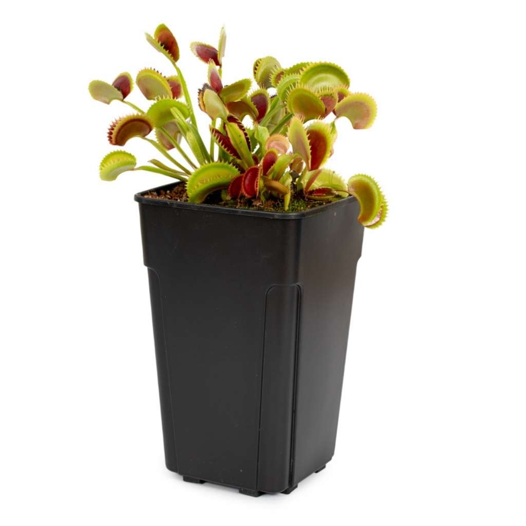 Plastic, Tall Drainage Pot, 12 x 12 x 20cm -   - Plastics