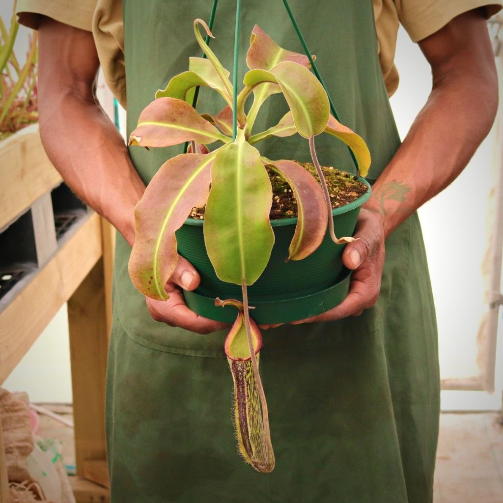 Tropical Pitcher, Nepenthes &#39;rokko x gentle,’ hybrid #1 - - Carnivorous Plant