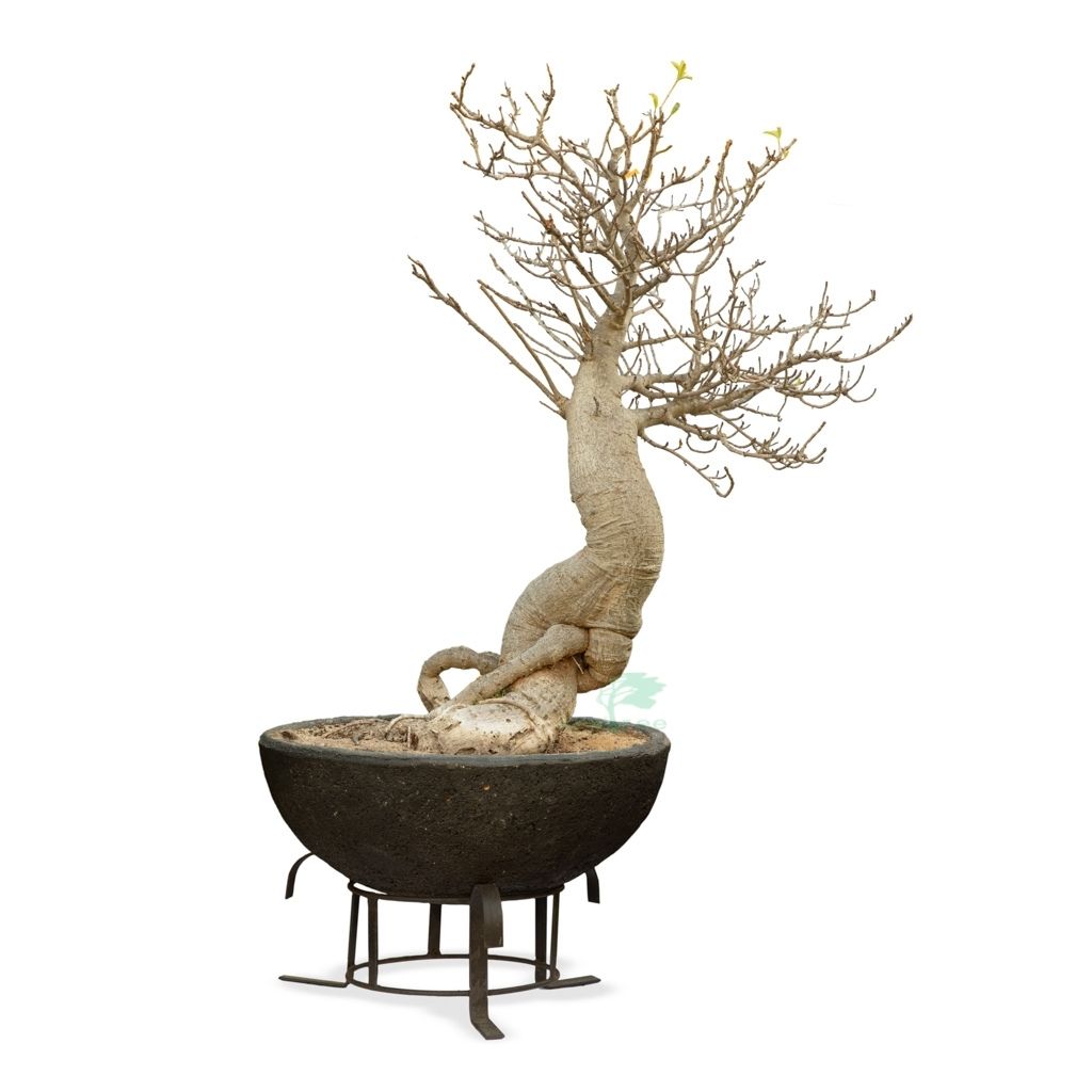 Baobab Bonsai -   - Trees