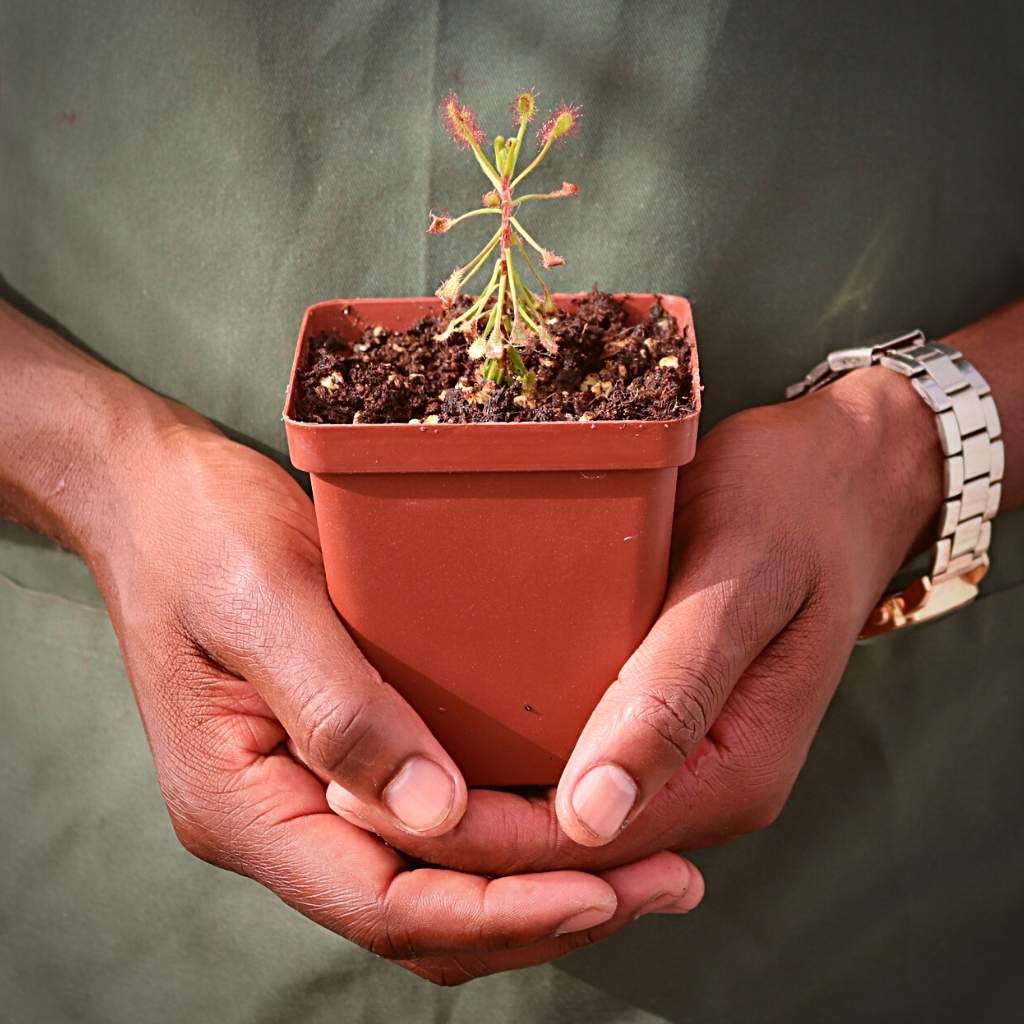 Sundew, Drosera madagascariensis -  Small to Medium plant. 7.5cm plastic container. - Carnivorous Plant