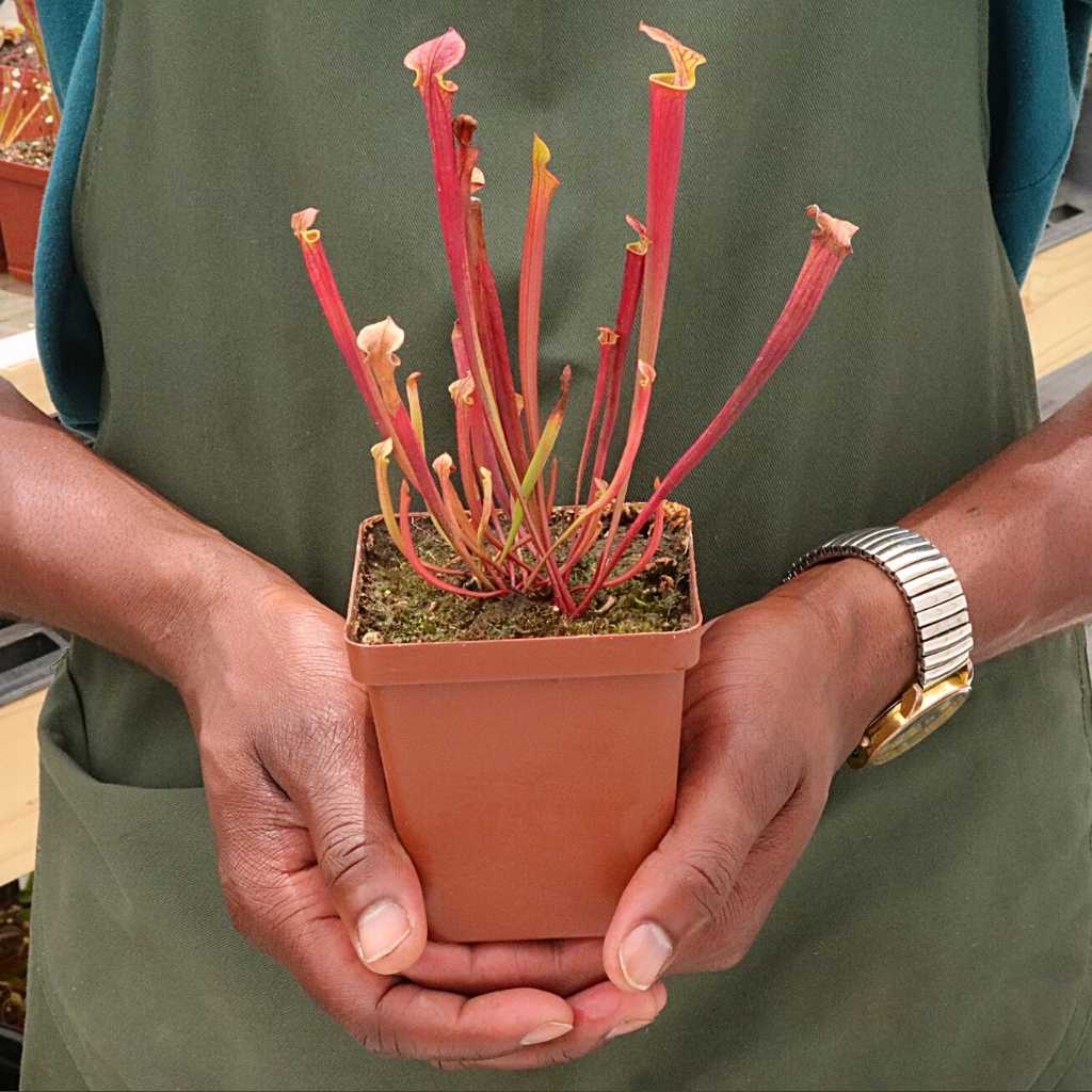 Trumpet Pitcher, Sarracenia 'Ende' -  Small to Medium plant. 7.5cm plastic container. - Carnivorous Plant