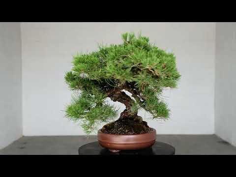 Imported Japanese Black Pine - - Trees