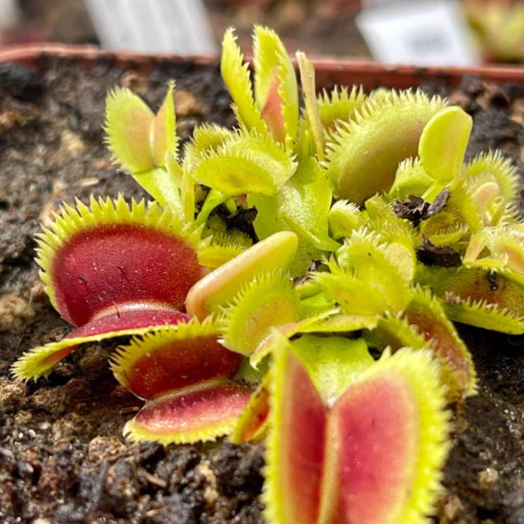 Venus Fly Trap, &#39;Lunatic Fringe.&#39; Special Import. -   - Carnivorous Plant