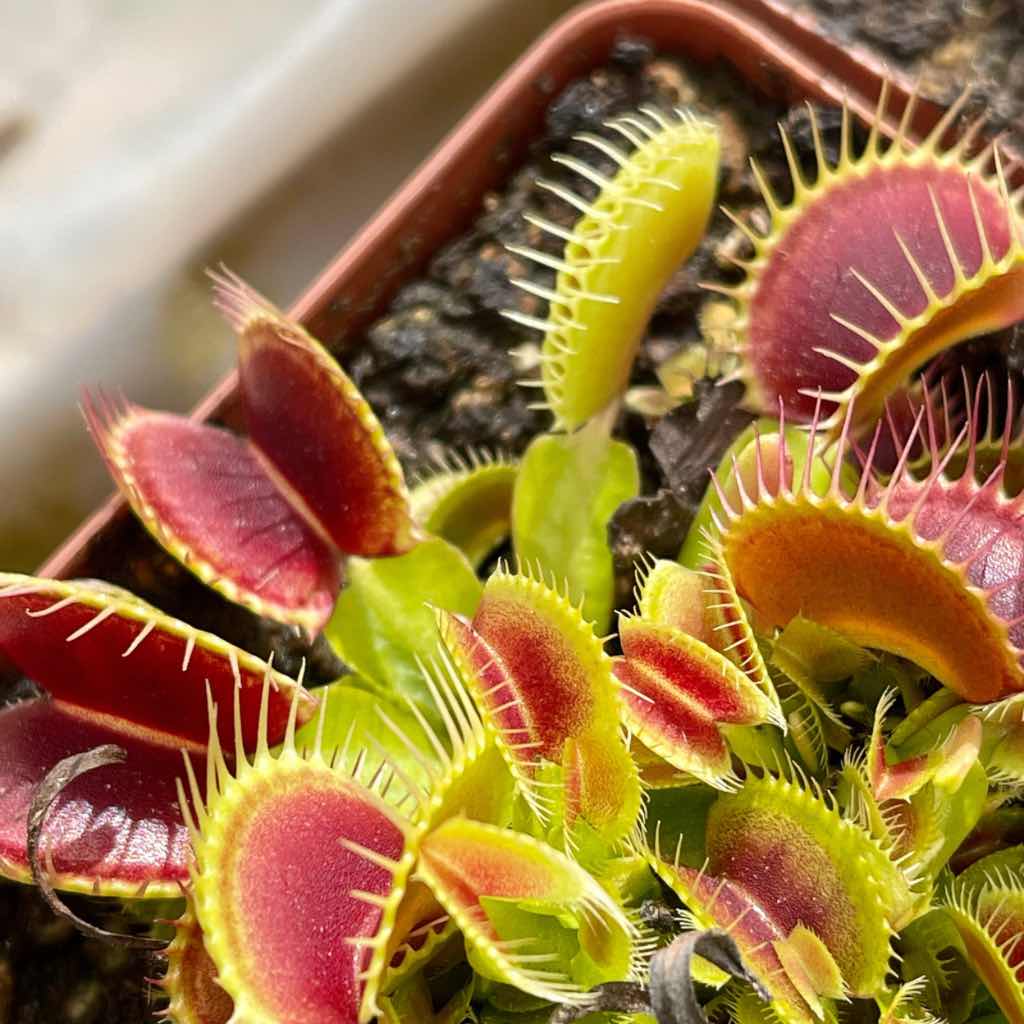 Venus Fly Trap, &#39;ARPC.&#39; Special Import -   - Carnivorous Plant