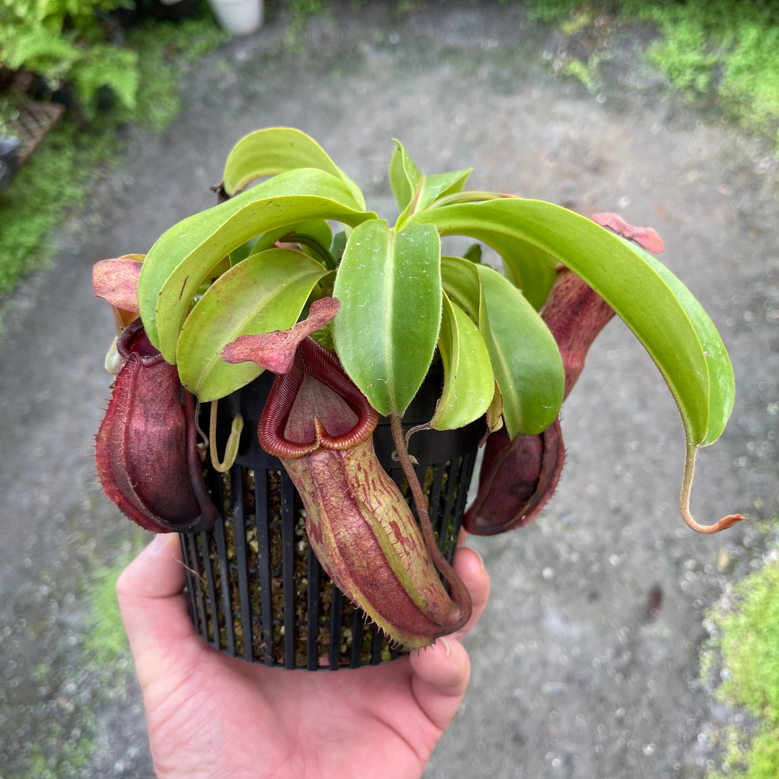 Tropical Pitcher, Nepenthes 'rokko x spathulata,’ hybrid #2 - - Carnivorous Plant