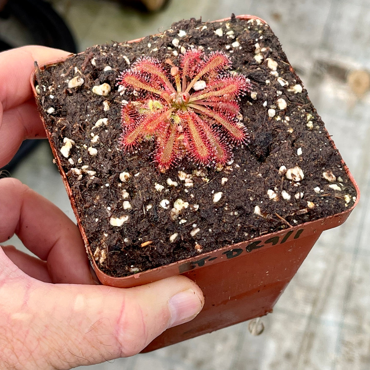 Sundew, Drosera spathulata, typical form -  Small to Medium plant. 7.5cm plastic container. - Carnivorous Plant