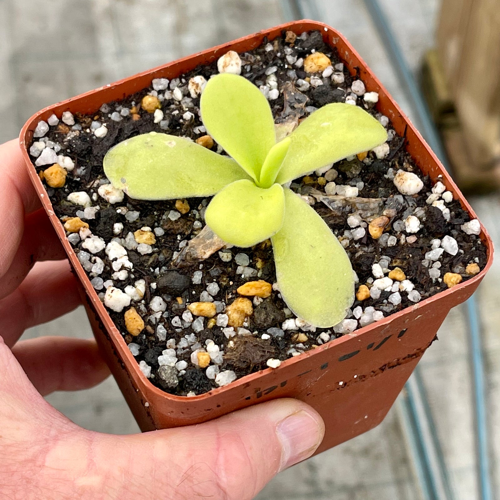 Butterwort, Pinguicula gigantea -   - Carnivorous Plant