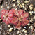 Sundew, Drosera tomentosa var glabra -   - Carnivorous Plant