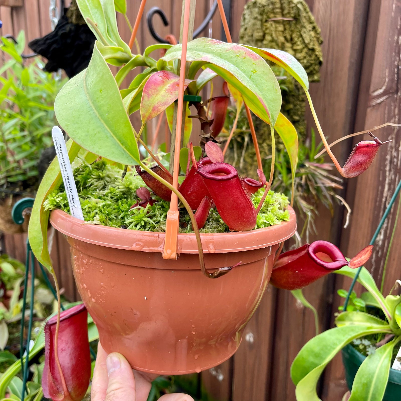 Tropical Pitcher, Nepenthes ‘Bloody Mary’ -   - Carnivorous Plant