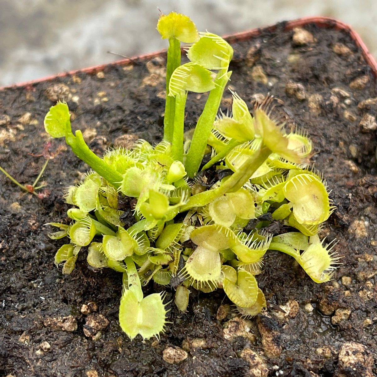 Venus Fly Trap, &#39;Spiderman.&#39; Special Import. -   - Carnivorous Plant