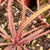 Sundew, Drosera adelae -   - Carnivorous Plant