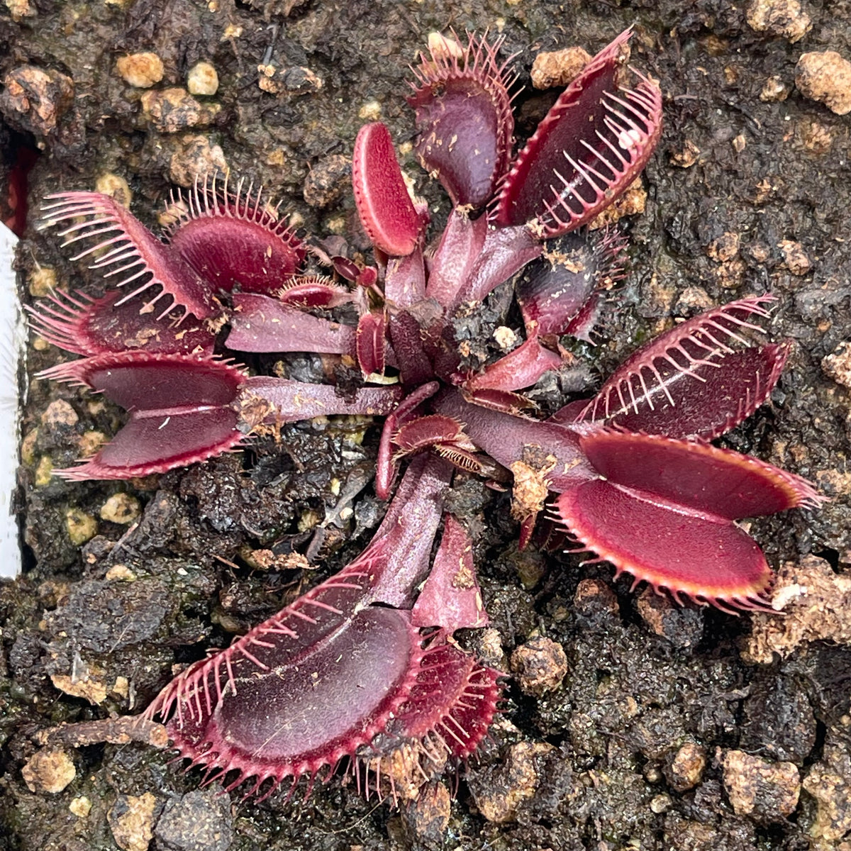 Venus Fly Trap, &#39;Clayton Vulcanic Red.&#39; Special Import. -   - Carnivorous Plant