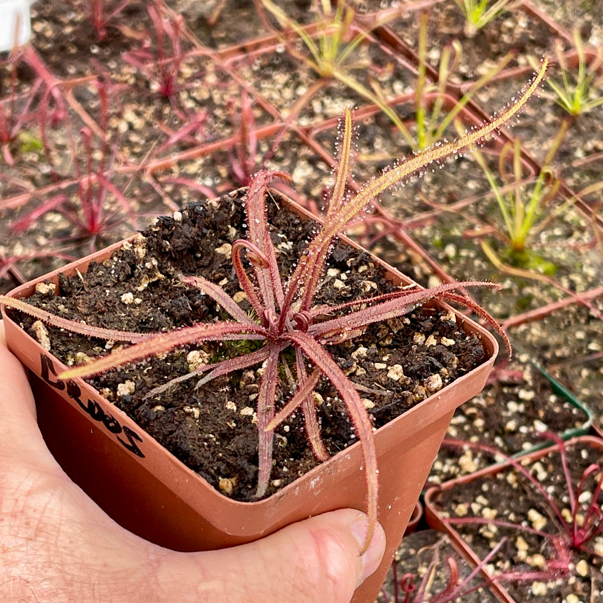 Sundew, Drosera adelae -  Small to Medium plant. 7.5cm plastic container. - Carnivorous Plant