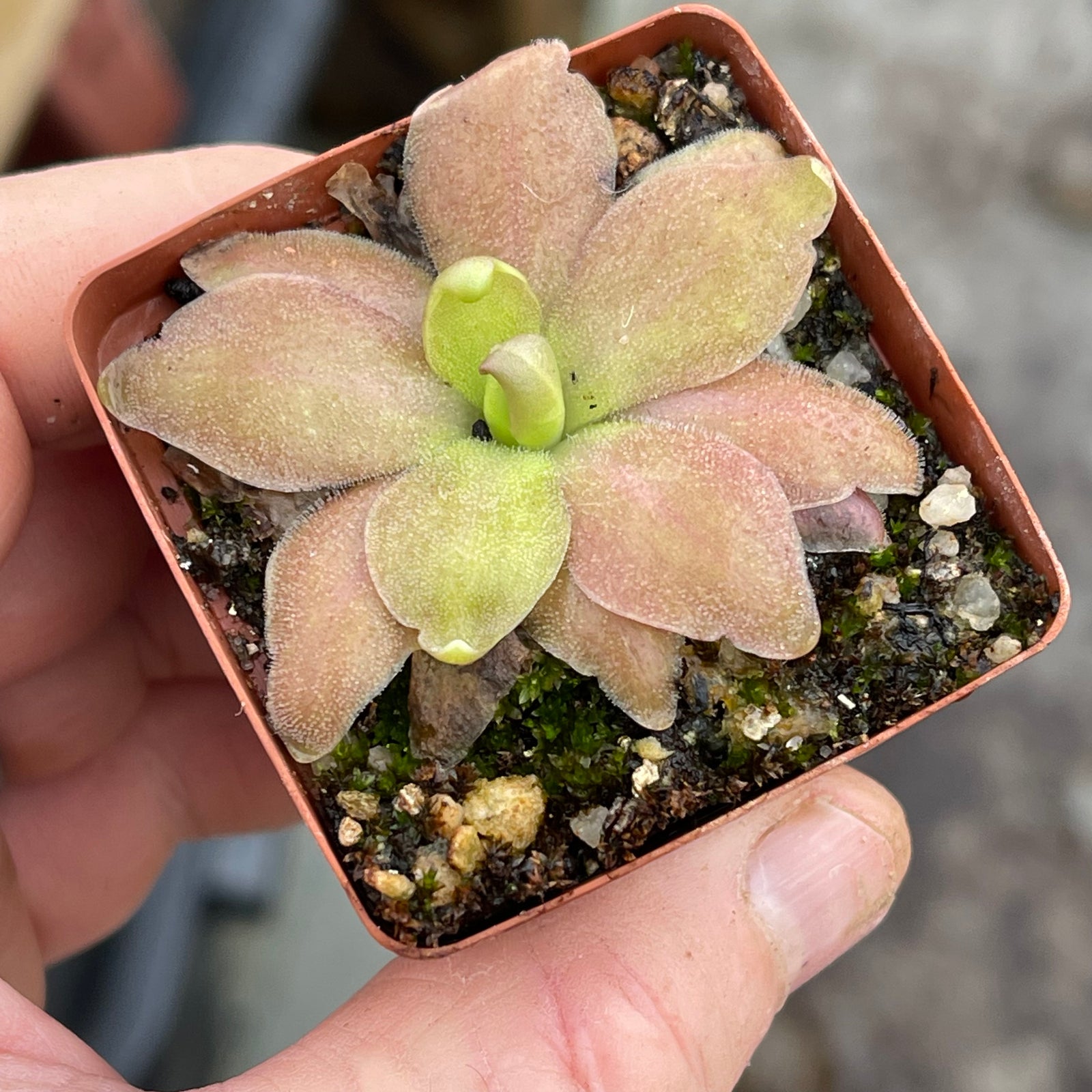 Butterwort, Pinguicula cv. Marciano -   - Carnivorous Plant