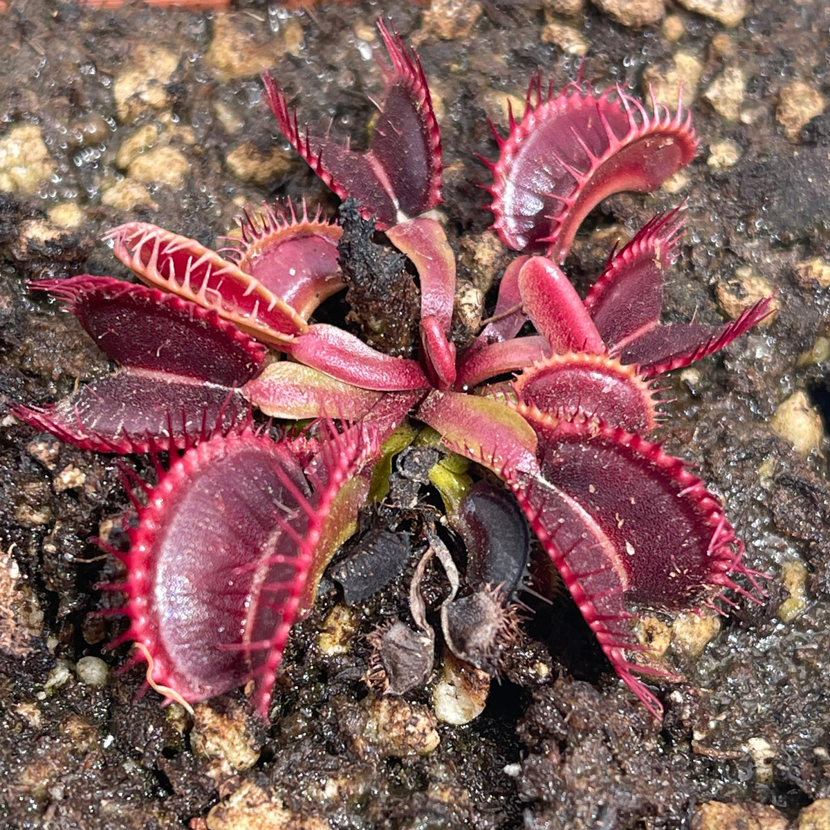 Venus Fly Trap, &#39;Rouge Sombre.&#39; Special Import. -   - Carnivorous Plant