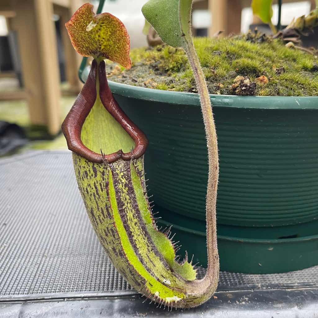 Tropical Pitcher, Nepenthes 'rokko x gentle,’ hybrid #1 - - Carnivorous Plant